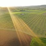 lesnik vocnjak lesnikovac prirodna proizvodnja bez pesticida