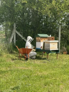 Rad pčelara u odelu sa košnicama u voćnjaku lešnika - Lešnikovac