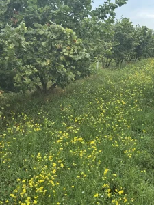 lesnikovac-kranci-regenerativna-red-lesnika